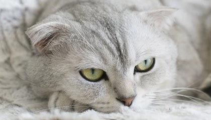 今日首发传奇手游:从情怀到创新的全面升级